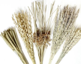 Satz von 5 Gras 45 cm dekorative natürliche getrocknete Gräser