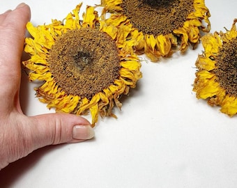 3 dekorative natürliche getrocknete Sonnenblumen