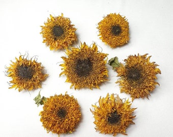 7 dekorative natürliche getrocknete Sonnenblumen