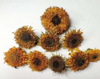 9 Stk. dekorative natur getrocknete Sonnenblumen