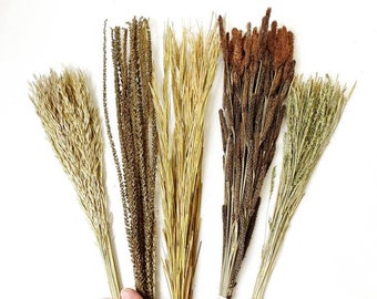 Setzen Sie 5 Gras 40 cm dekorative natürliche getrocknete Gräser
