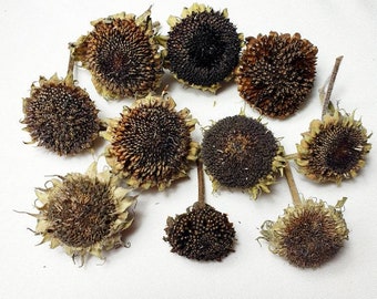 10 Stück dekorative natur getrocknete Sonnenblumen