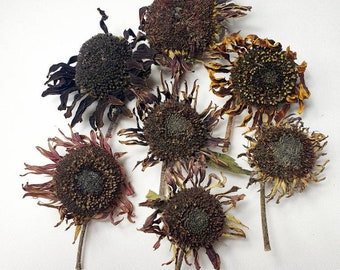 7pcs tournesols séchés naturels décoratifs