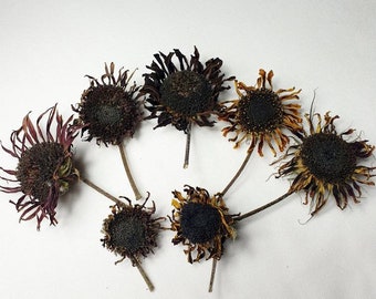 7 Stück dekorative natürliche getrocknete Sonnenblumen