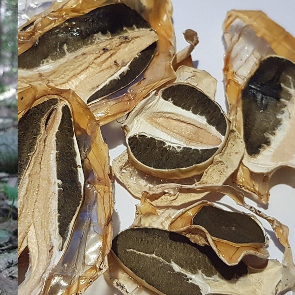 Dried stinkhorn/ ph. impudicus