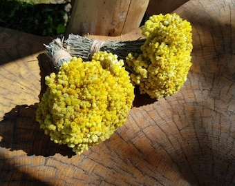 Echter ewiger Blumenstrauß Natürliches Helichrysum arenarium