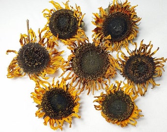 7 dekorative natürliche getrocknete Sonnenblumen