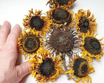 9 Stk. dekorative natur getrocknete Sonnenblumen