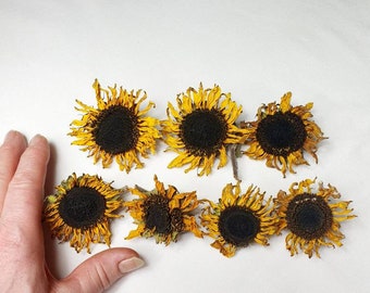 7 dekorative natürliche getrocknete Sonnenblumen