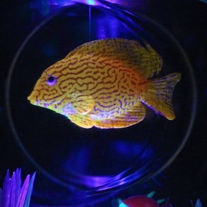 Surgeonfish Bowl Lamp