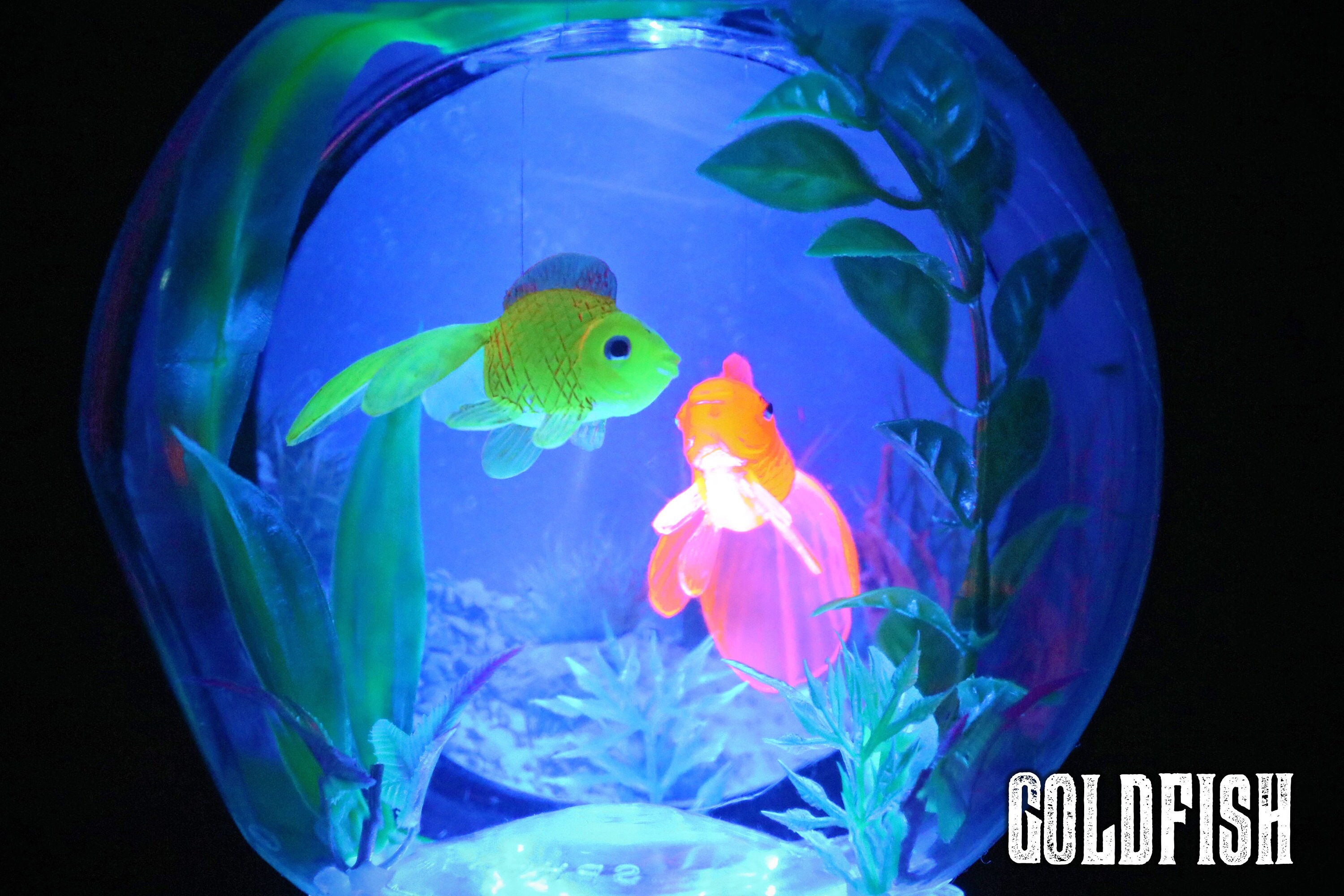 Fishbowl Lamp With Backdrop Etsy