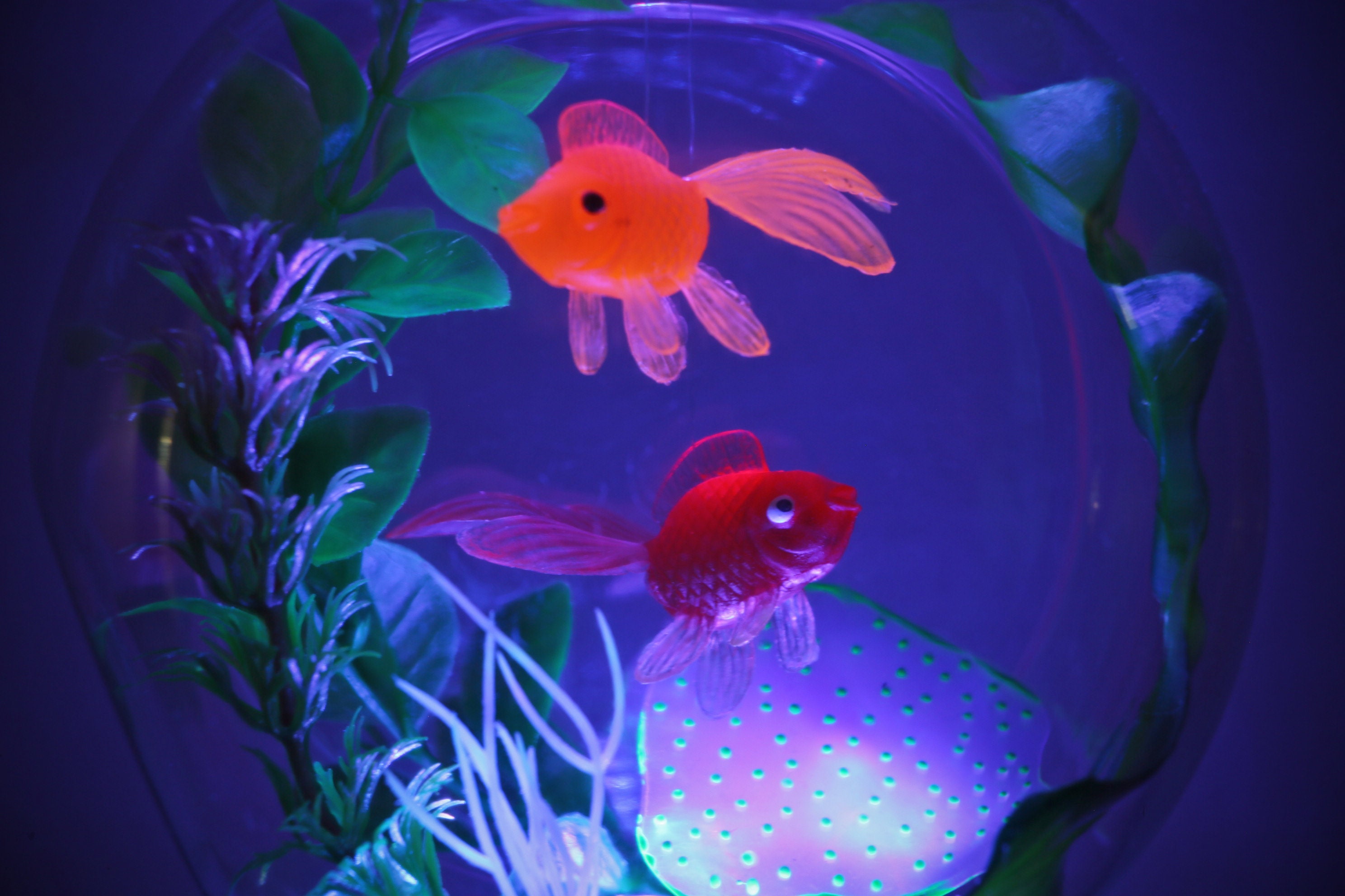 goldfish bowl light goldfish bowl light