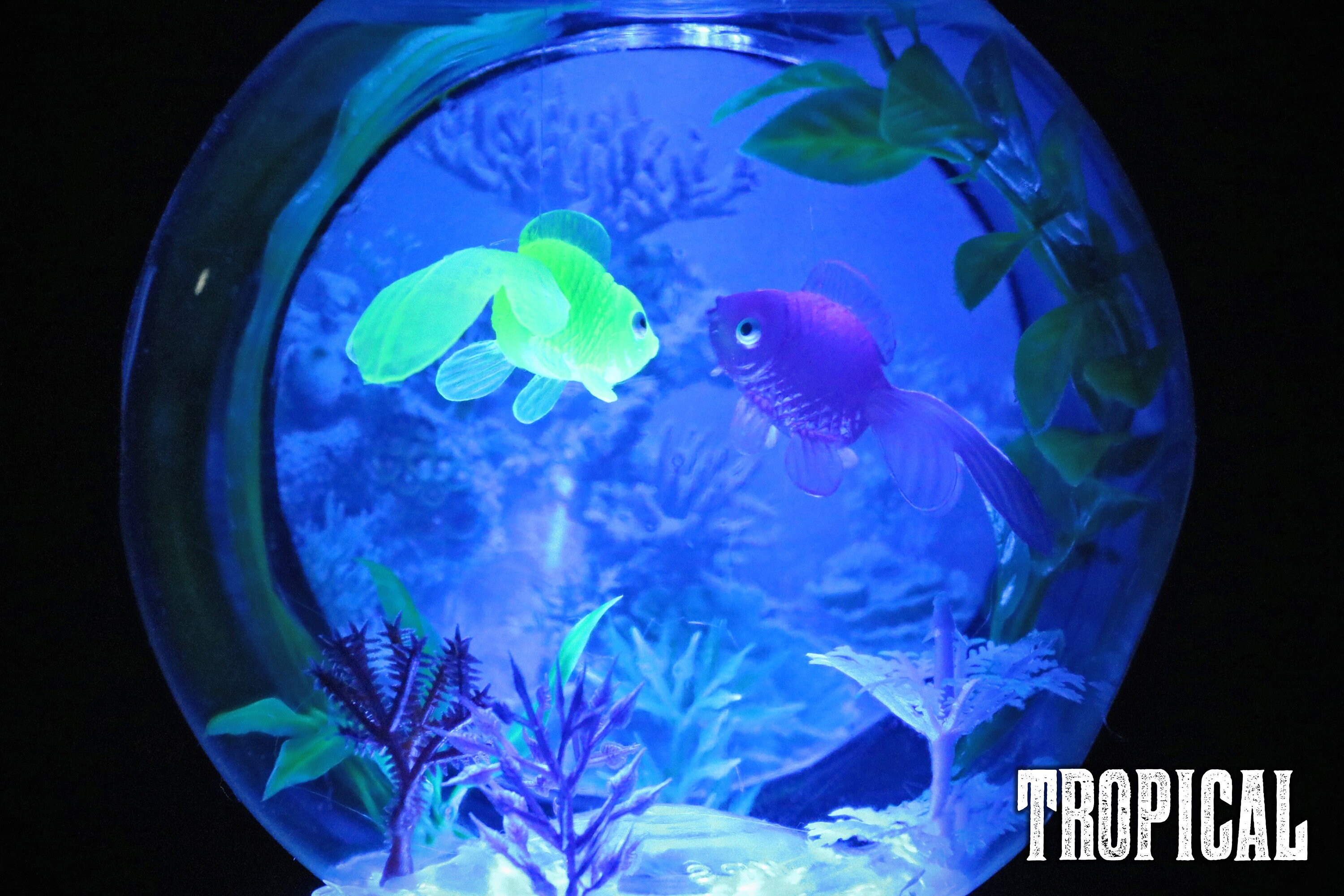 Fishbowl Lamp With Backdrop Etsy