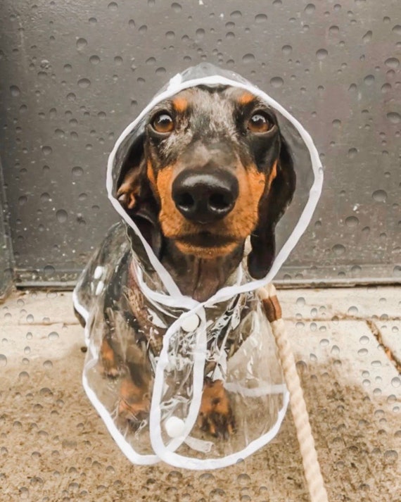 dachshund raincoat clear
