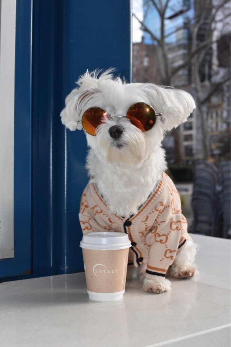 full breed chow chow