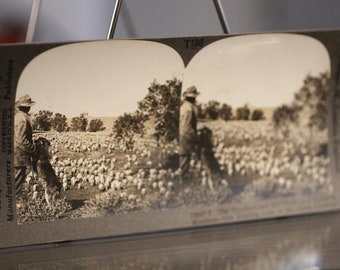 Criação de ovelhas antigas em Montana Keystone View Company Cartão de visualização estereoscópica - Fotografia de gado vintage