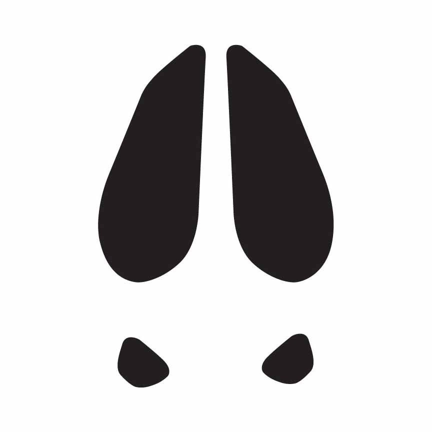 Deer Hoof Print