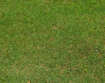 Green Grass Texture Background: Digital Download for Photoshop