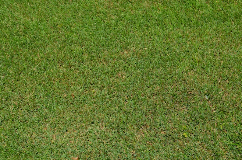 Green Grass Texture Background: Digital Download for Photoshop image 1