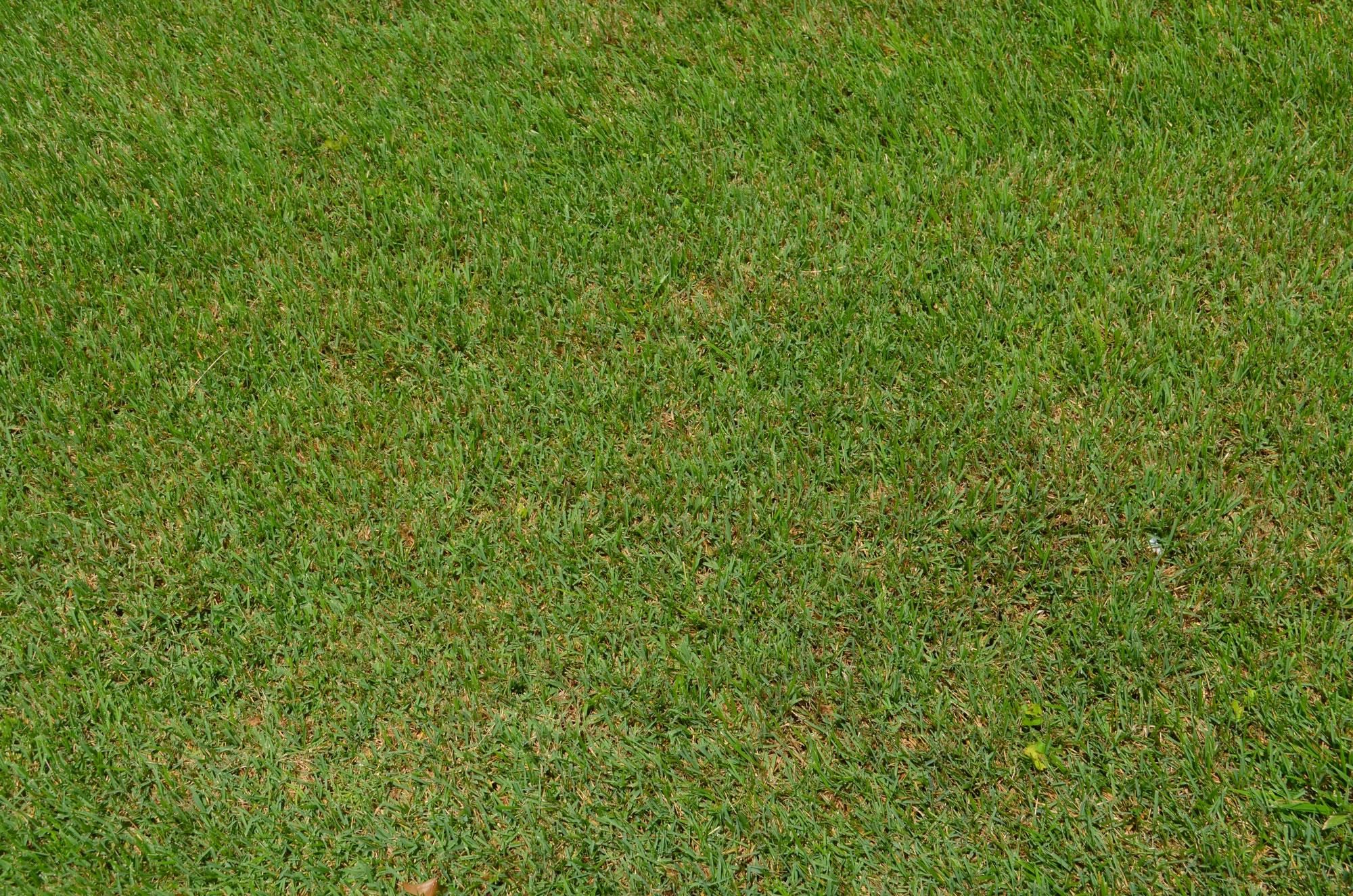 Green Grass Texture Background: Digital Download for Photoshop