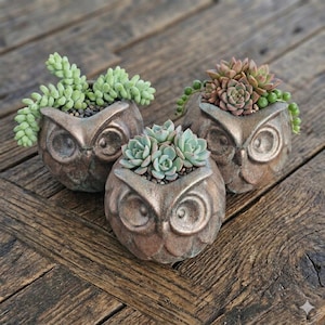 May include: Three bronze-colored owl-shaped planters, each filled with succulents. The planters sit on a weathered wooden surface. The succulents vary in color, including green and pink hues.