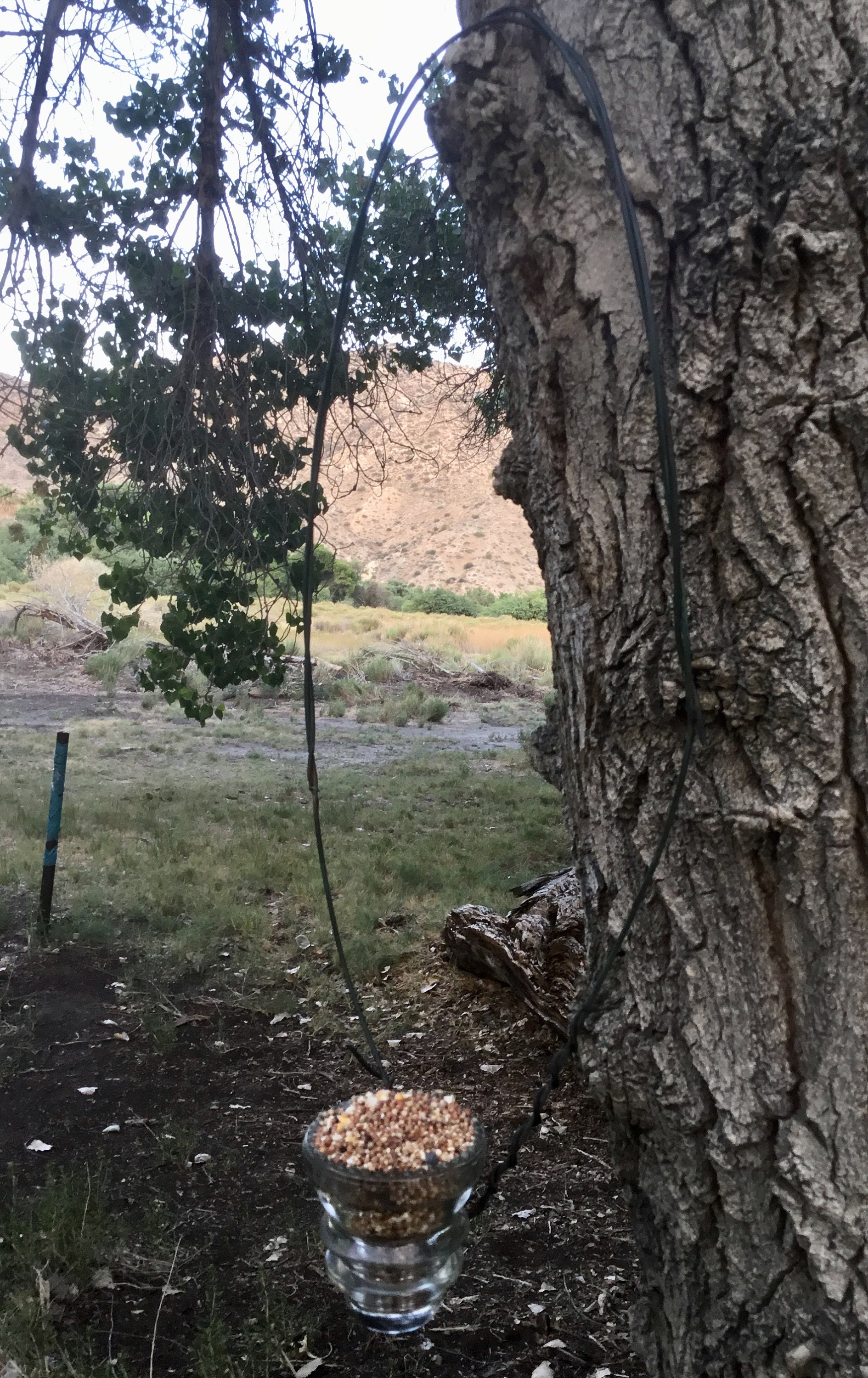 Telephone Pole Glass Insulator With Its Original Wire Hanger