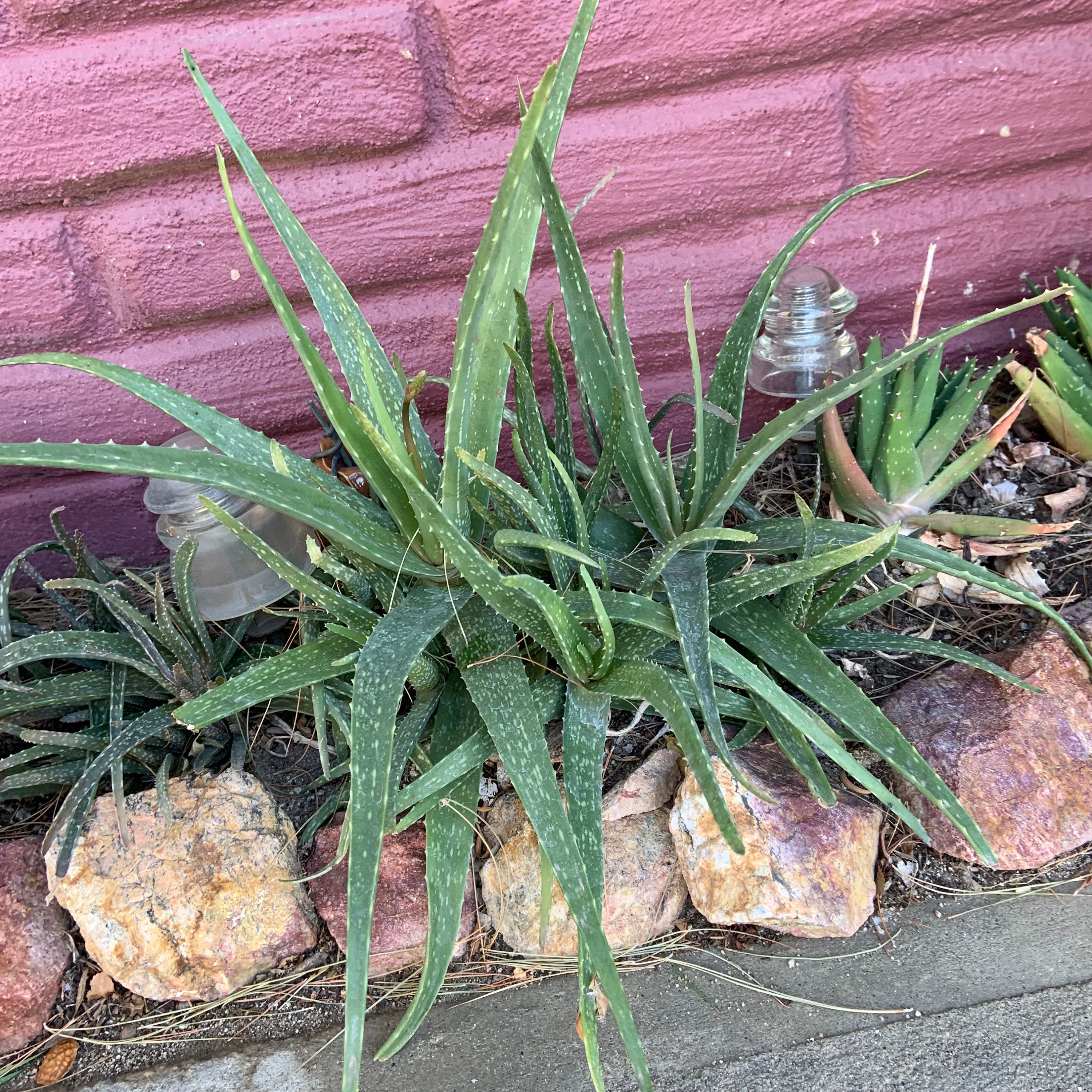 Live Aloe Vera Cactus Ready To Plant Aloe Plants Entire Family Of