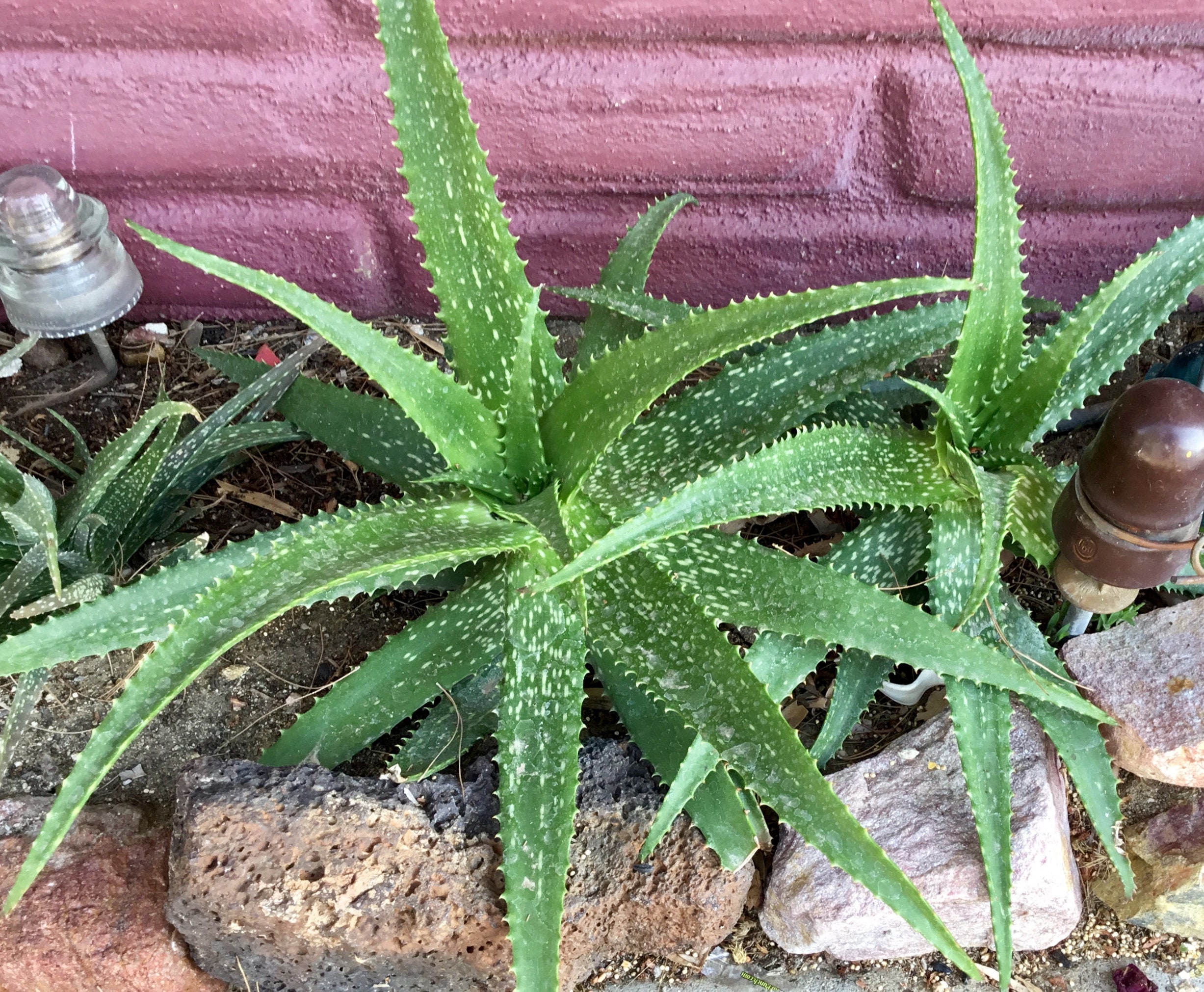 Live Aloe Vera Cactus Ready To Plant Aloe Plants 6 Fresh And