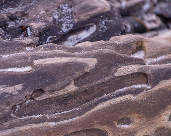 Treibholz Fotografie Aluminium-Dibond quadratisch