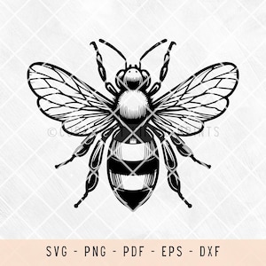 Bee svg, bee svg cut file, bee png, bee outline svg, insects, outline svg, svg files for laser, svg files for shirts, svg files for cricut