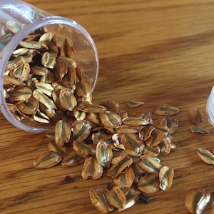 Giant sequoia tree seeds (200) - with five cones of the- Sequoia Tree. Seeds were collected in local Sierra grove year 2025.