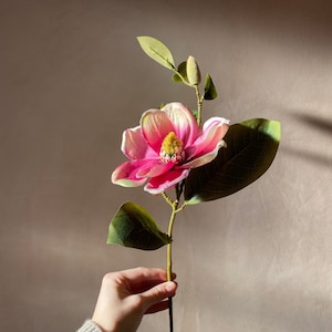 Op de afbeelding: Een enkele roze en witte magnolia bloem met groene bladeren aan een lange stengel. De bloem wordt in een hand gehouden tegen een lichtbruine achtergrond.