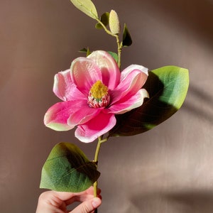 Op de afbeelding: Een enkele roze magnolia bloem met witte randen en groene bladeren. De bloem is in bloei en heeft een gele kern.