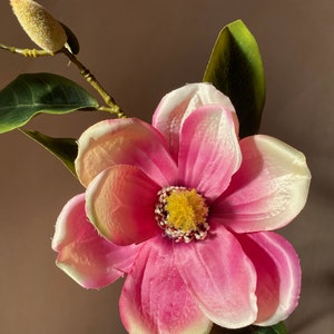 Op de afbeelding: Een enkele roze magnolia bloem met witte randen en een gele kern. De bloem is in bloei en heeft groene bladeren.