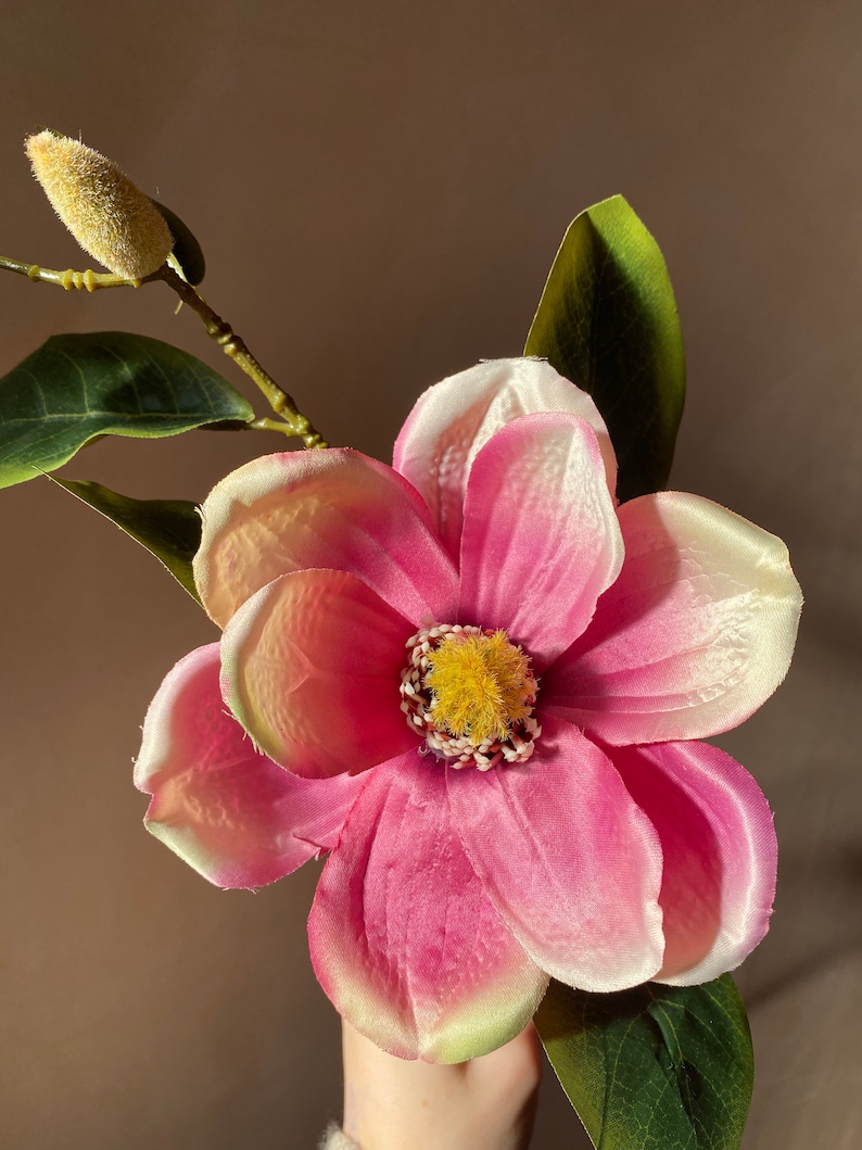 Op de afbeelding: Een enkele roze magnolia bloem met witte randen en een gele kern. De bloem is in bloei en heeft groene bladeren.