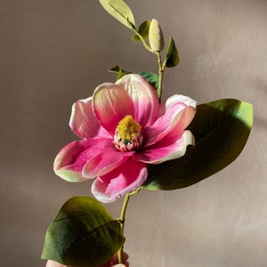 Op de afbeelding: Een enkele roze magnolia bloem met witte randen en groene bladeren. De bloem is in bloei en heeft een gele kern.