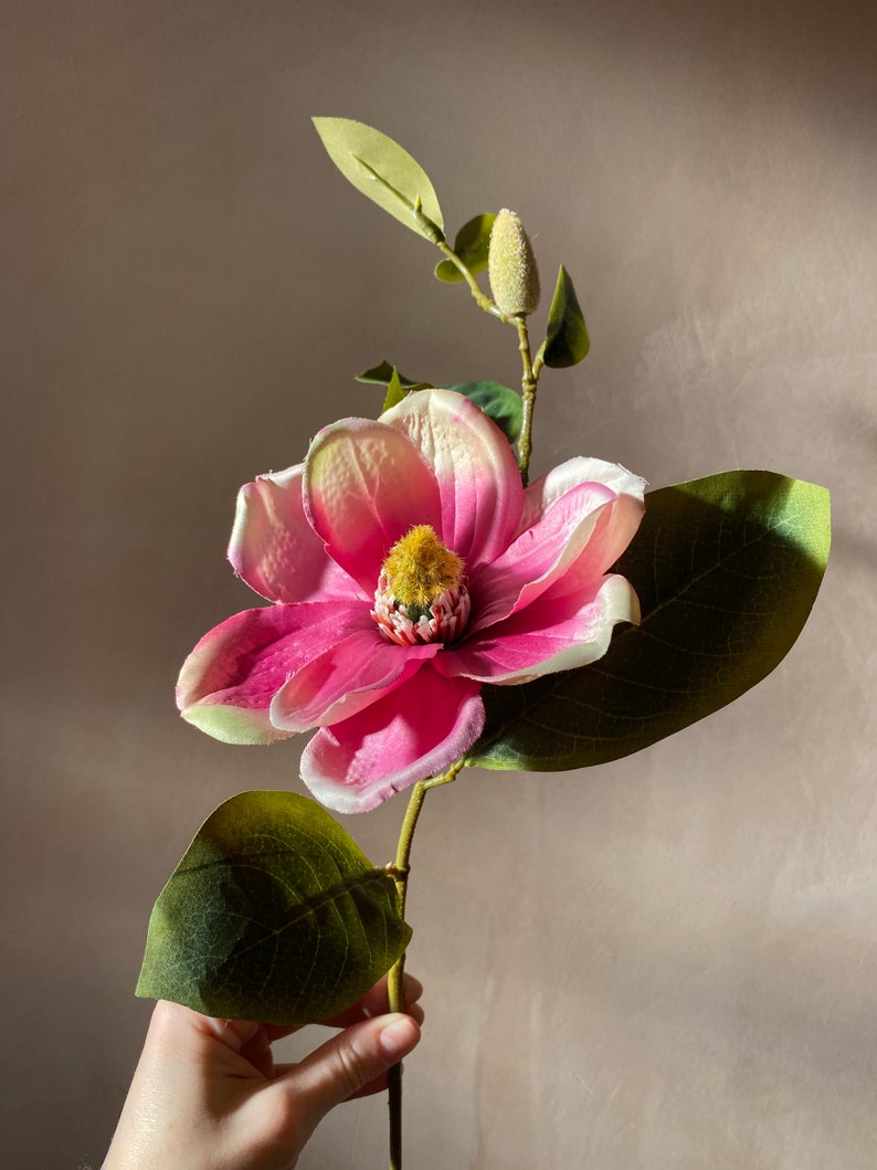 Op de afbeelding: Een enkele roze magnolia bloem met witte randen en groene bladeren. De bloem is in bloei en heeft een gele kern.