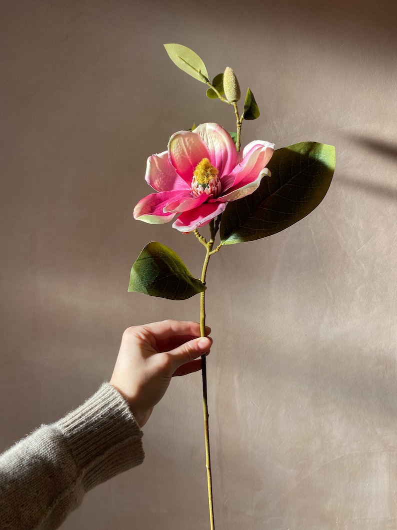 Op de afbeelding: Een enkele roze en witte magnolia bloem met groene bladeren aan een lange stengel. De bloem wordt in een hand gehouden tegen een lichtbruine achtergrond.