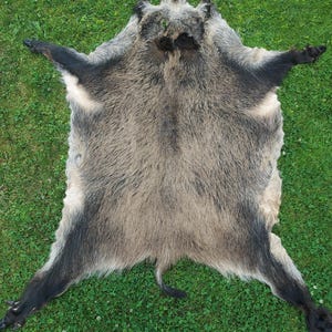 Op de afbeelding: Een vloerkleed van een wild zwijn, uitgespreid op groen gras. De huid heeft een mix van grijs, bruin en zwart haar, met de kop en poten nog bevestigd. Het kleed wordt gepresenteerd met de poten gespreid.