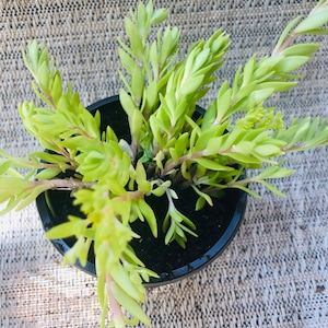 Sedum succulent live plant perennial