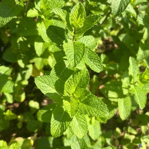Mint plant, live herb plant, plant perennial