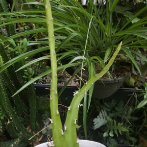 Lepismium cruciforme epiphyte cactus succulent live plant