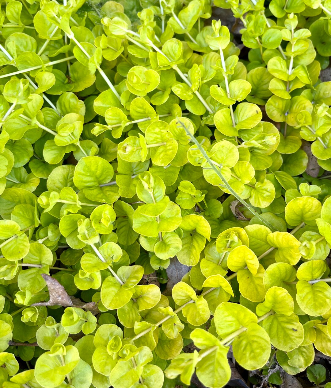 Creeping Jenny Ground Cover Perennial Etsy