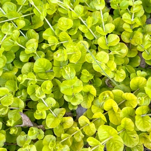 Creeping Jenny ground cover perennial