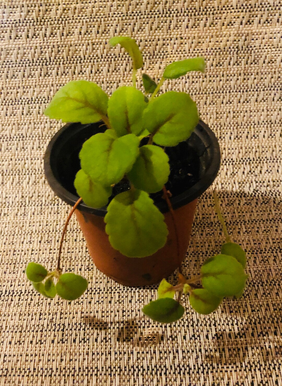 Alsobia Lace Flower Vine Live Plant House Plant Etsy