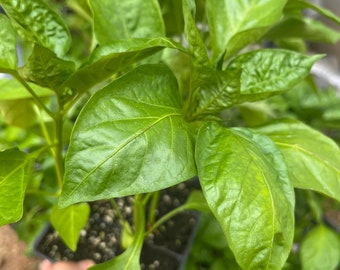 Purple beauty pepper plant, live bell pepper plant