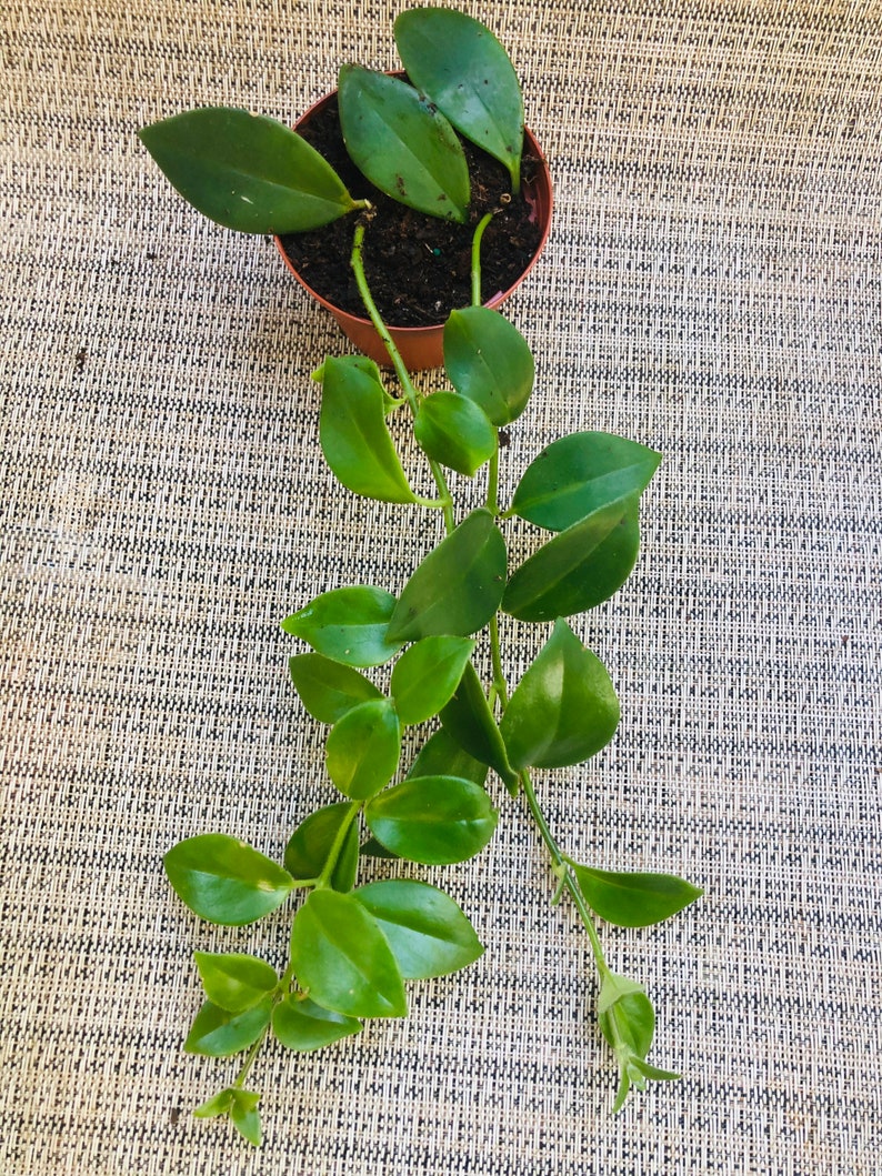 Lipstick Plant Live Plant House Plant Etsy