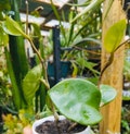 Hoya Chelsea live plant houseplant