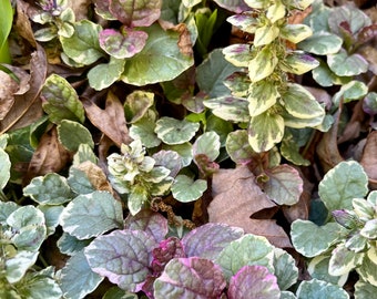 Variegated ajuga ground cover perennial