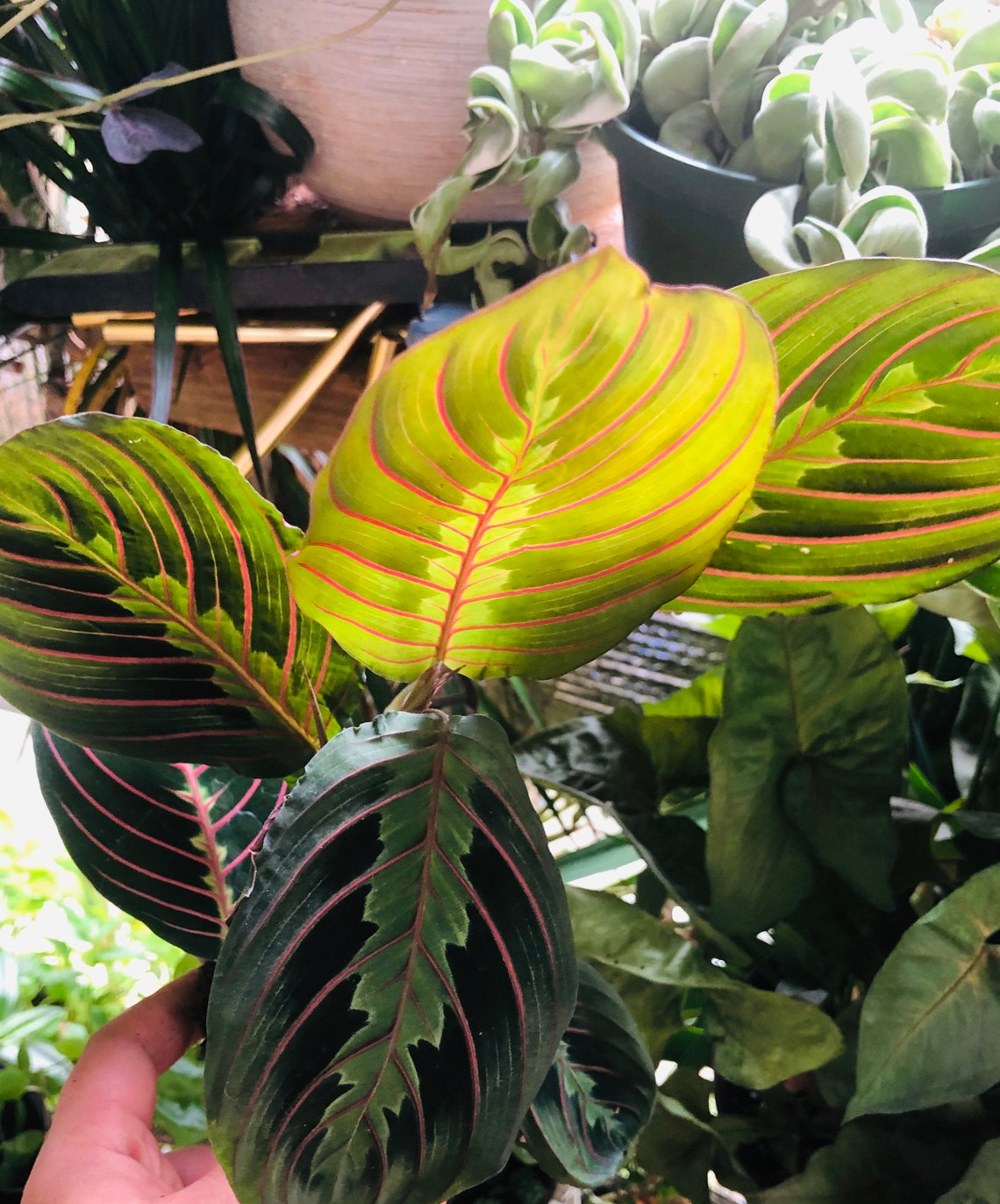 Maranta Red Prayer Plant Live Plant House Plant Etsy
